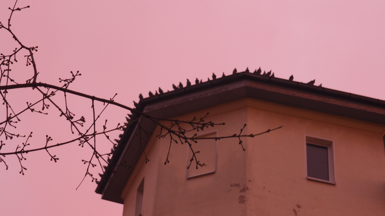 2019-12-11 Spatzen II (Fieldrecording Video)